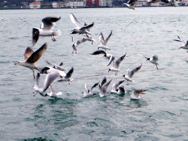 Karabaş Martı