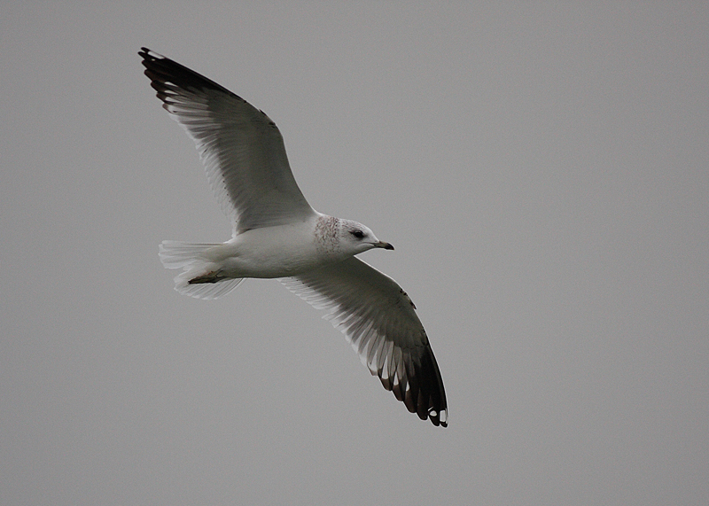 Common Gull