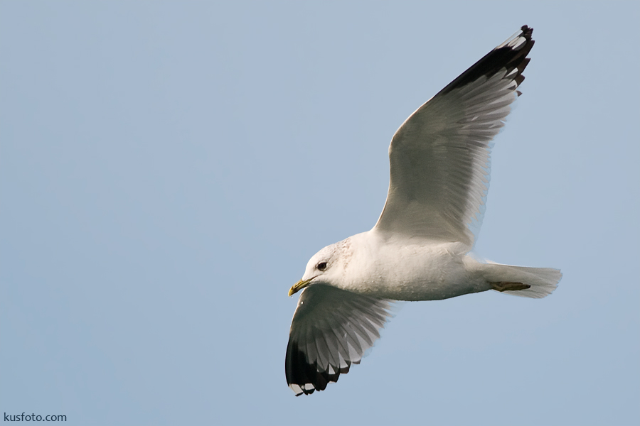 Common Gull