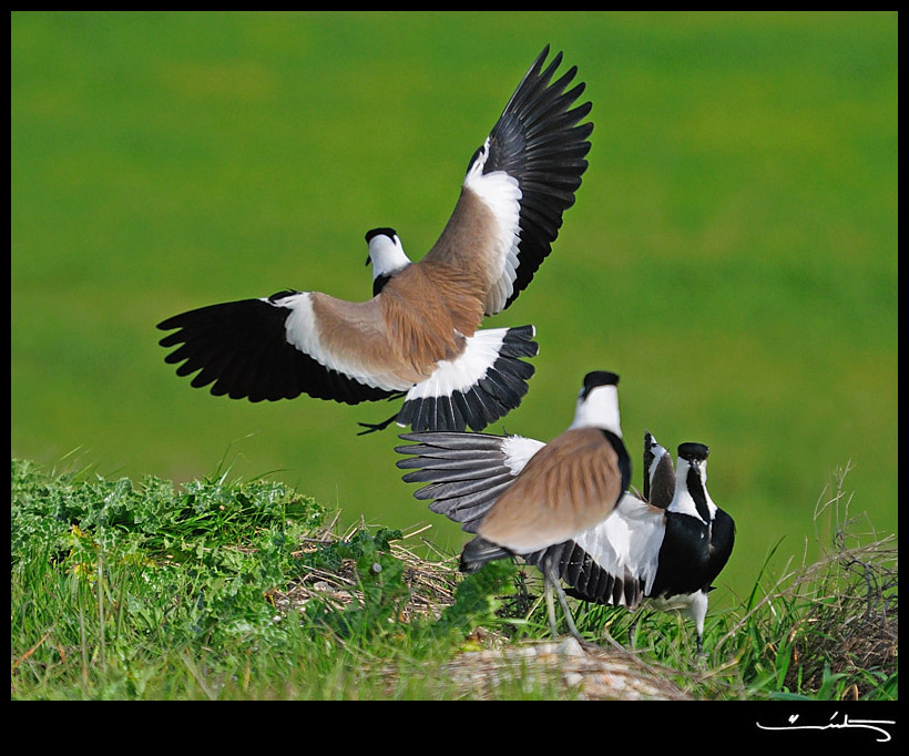 Mahmuzlu Kızkuşu