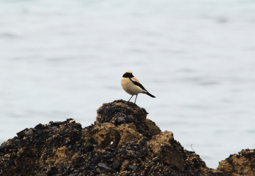 Desert Wheatear