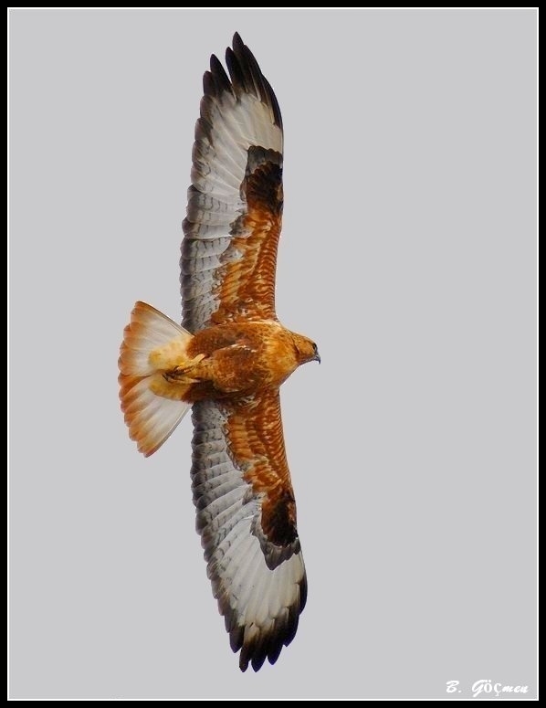 Kızıl Şahin