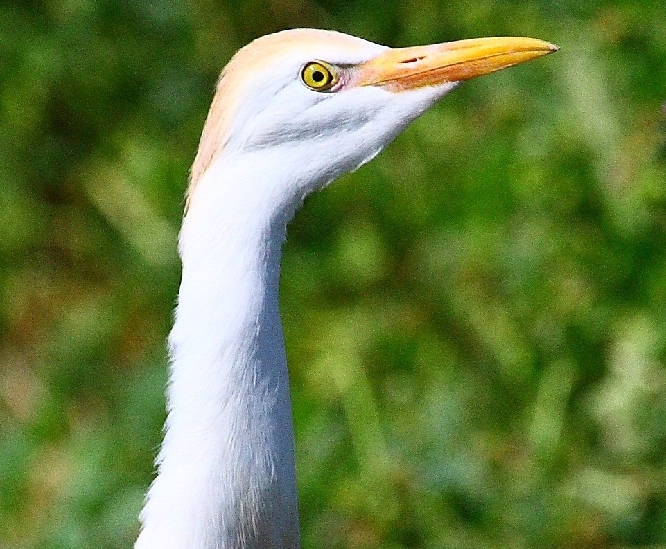 Sığır Balıkçılı
