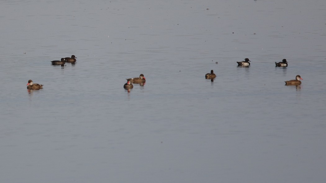 Tufted Duck