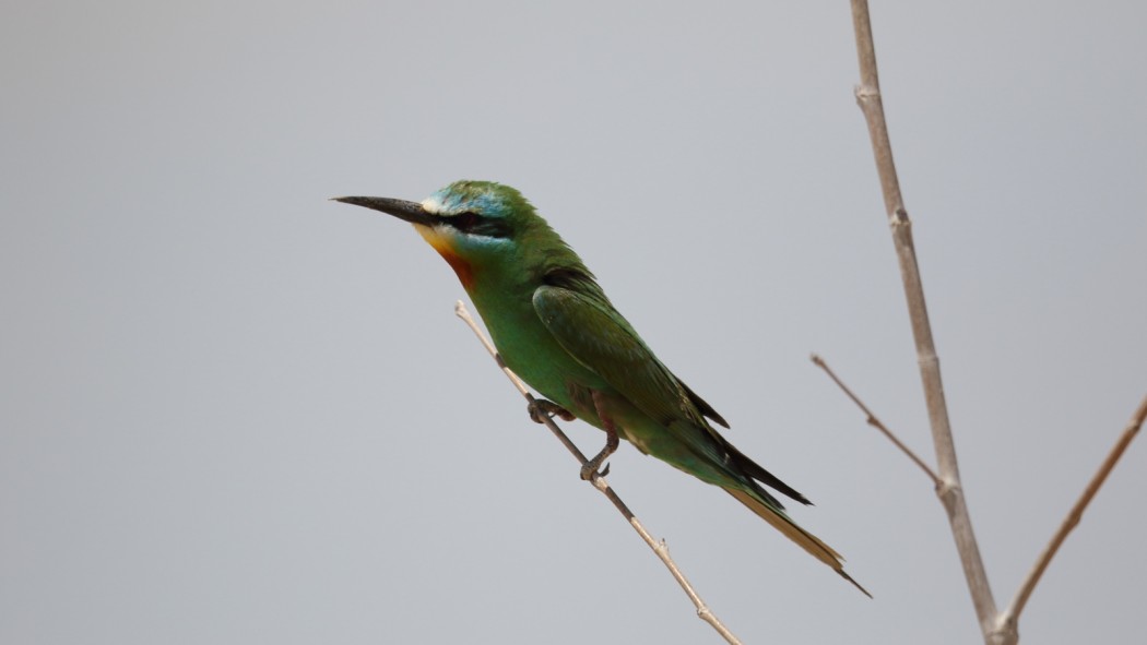 Blue-cheeked Bee-eater