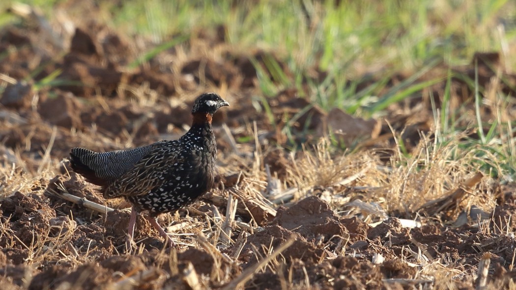 Black Francolin