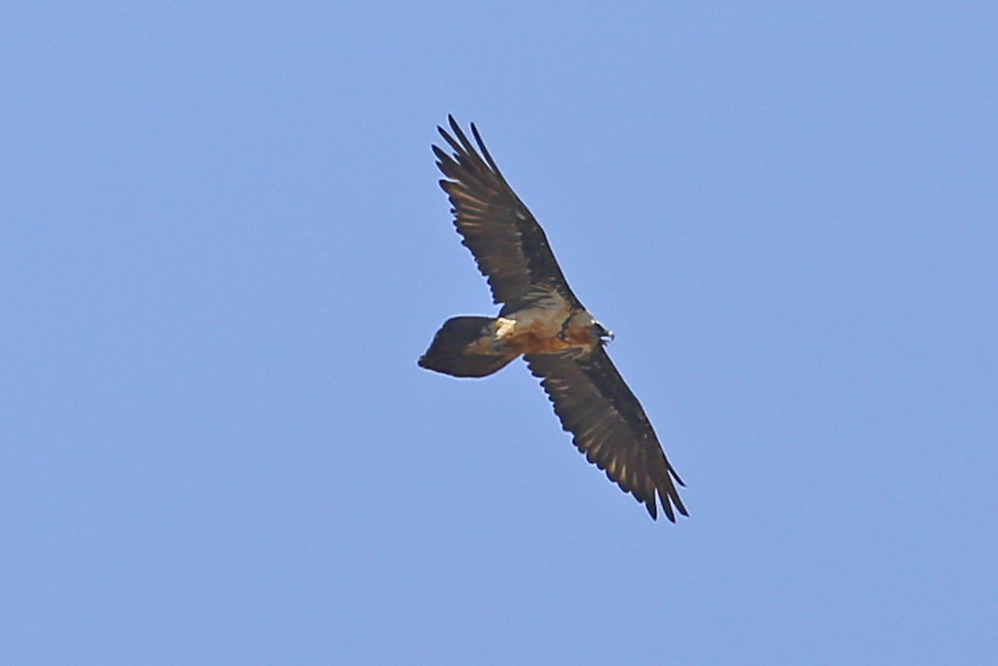 Bearded Vulture