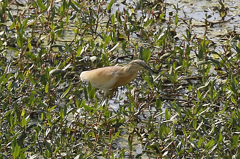 Squacco Heron