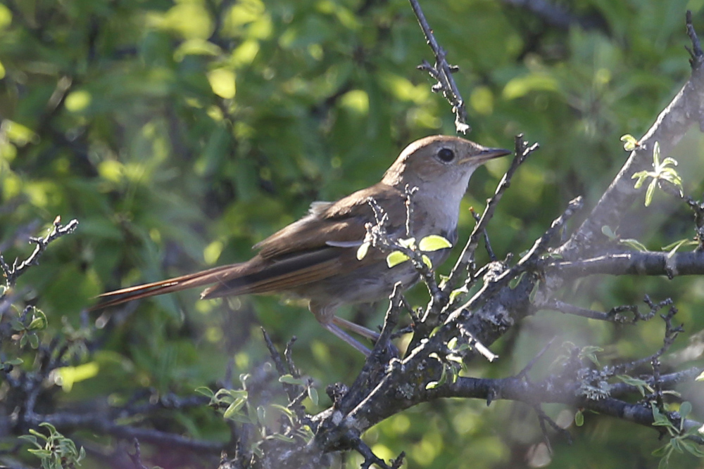 Common Nightingale
