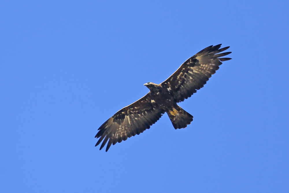Golden Eagle
