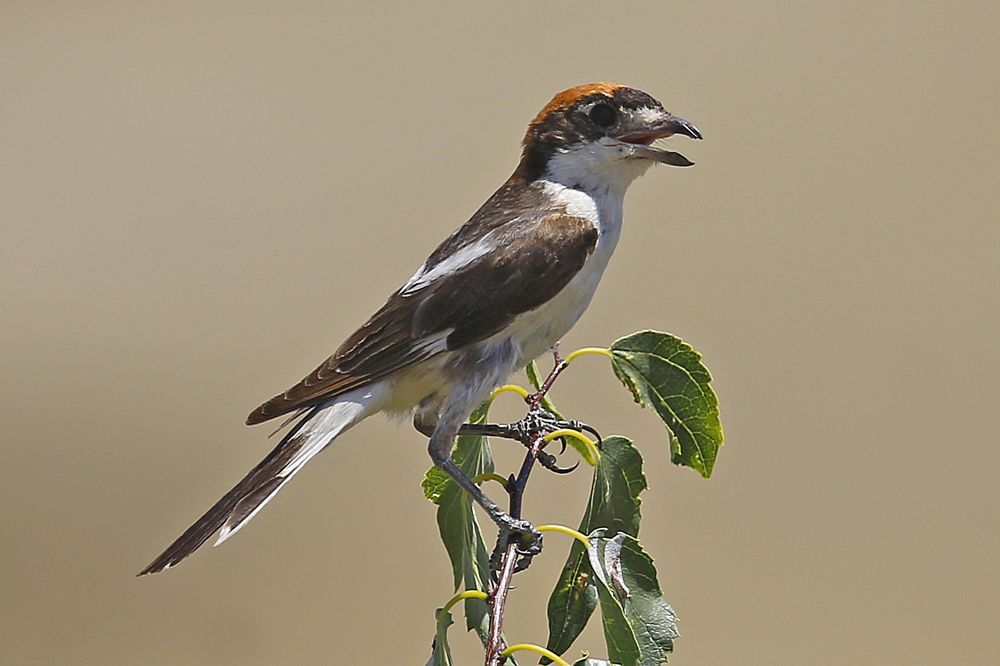 Woodchat Shrike