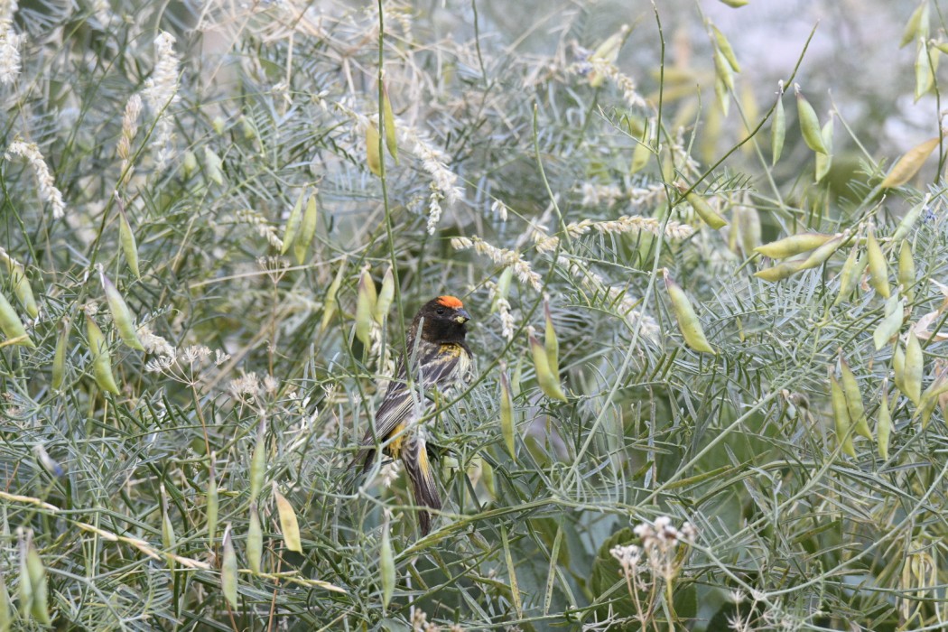Red-fronted Serin