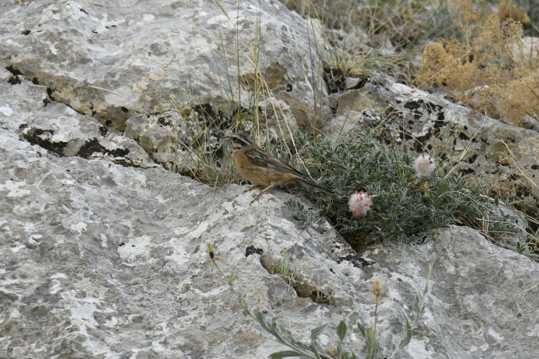 Rock Bunting
