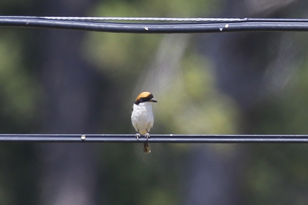 Woodchat Shrike