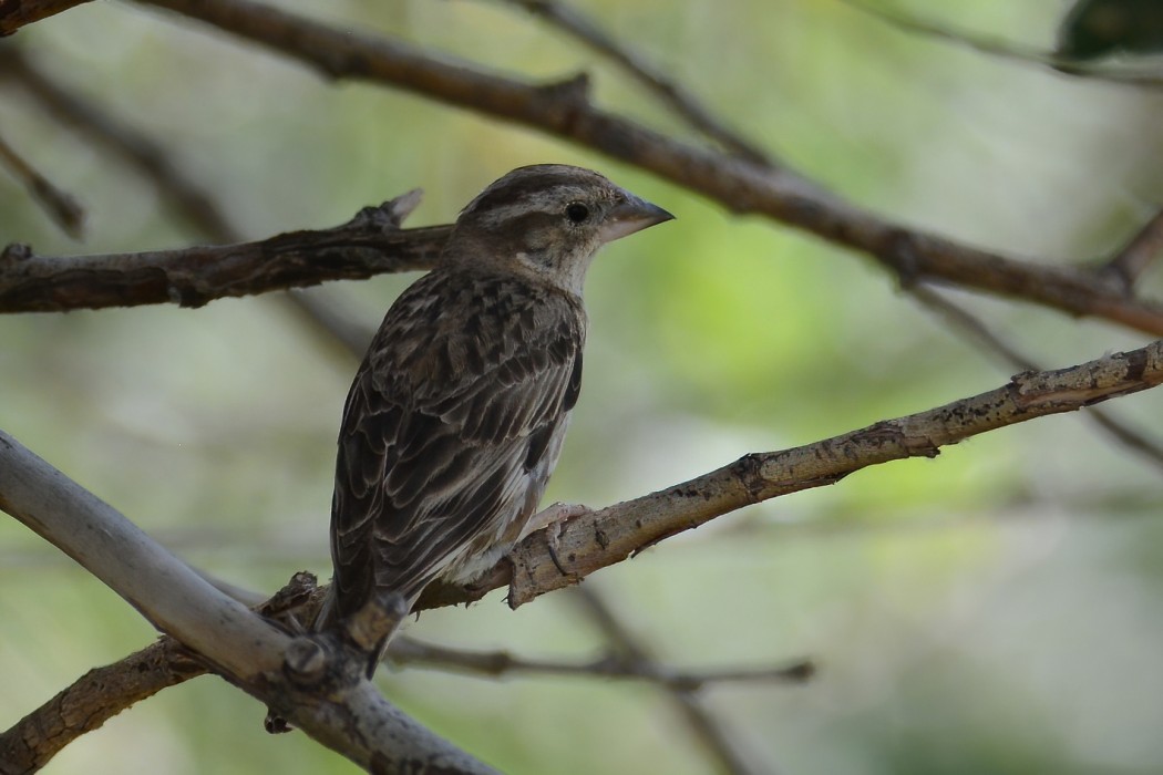 Rock Sparrow