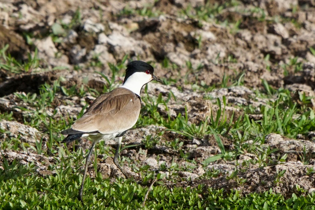 Spur-winged Lapwing