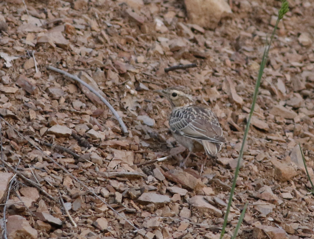 Woodlark