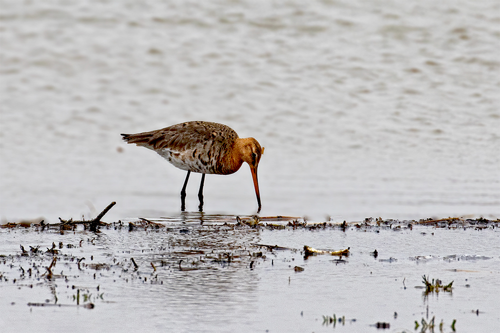Black-tailed Godwit