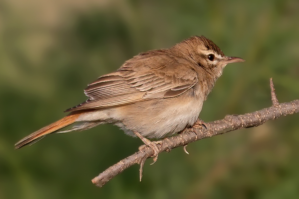 Rufous-tailed Scrub Robin