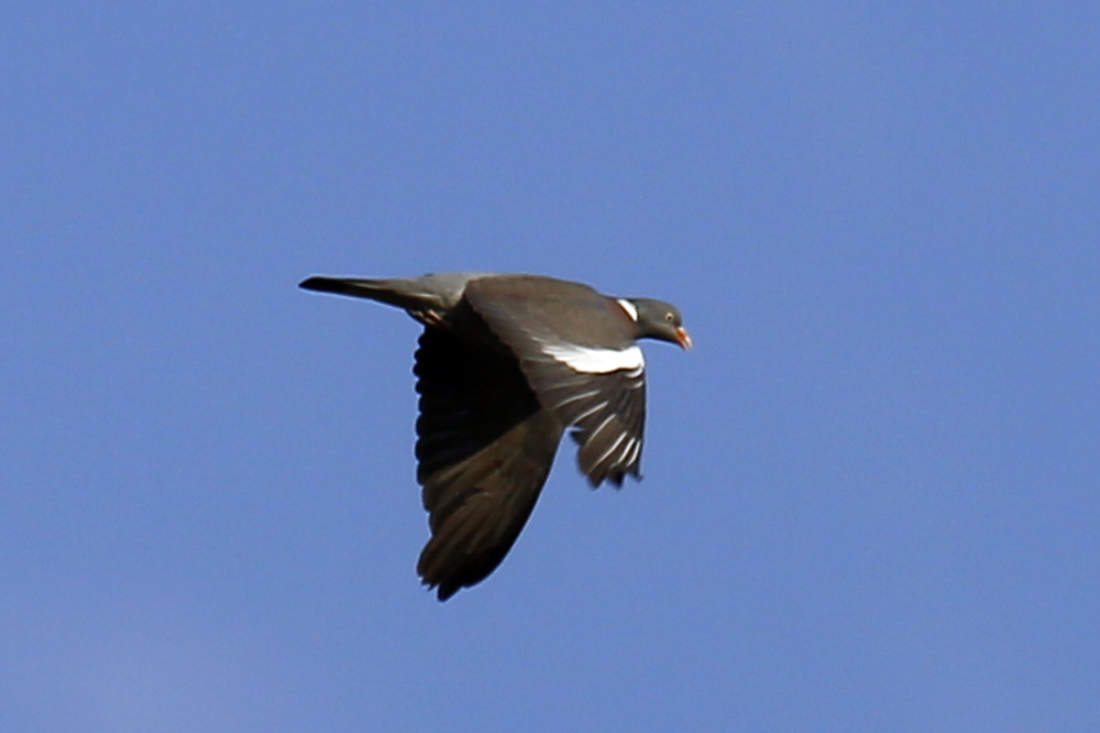 Common Wood Pigeon