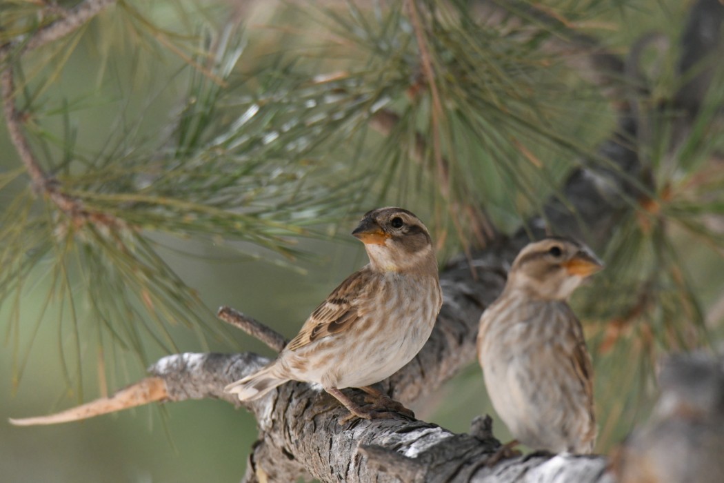Rock Sparrow