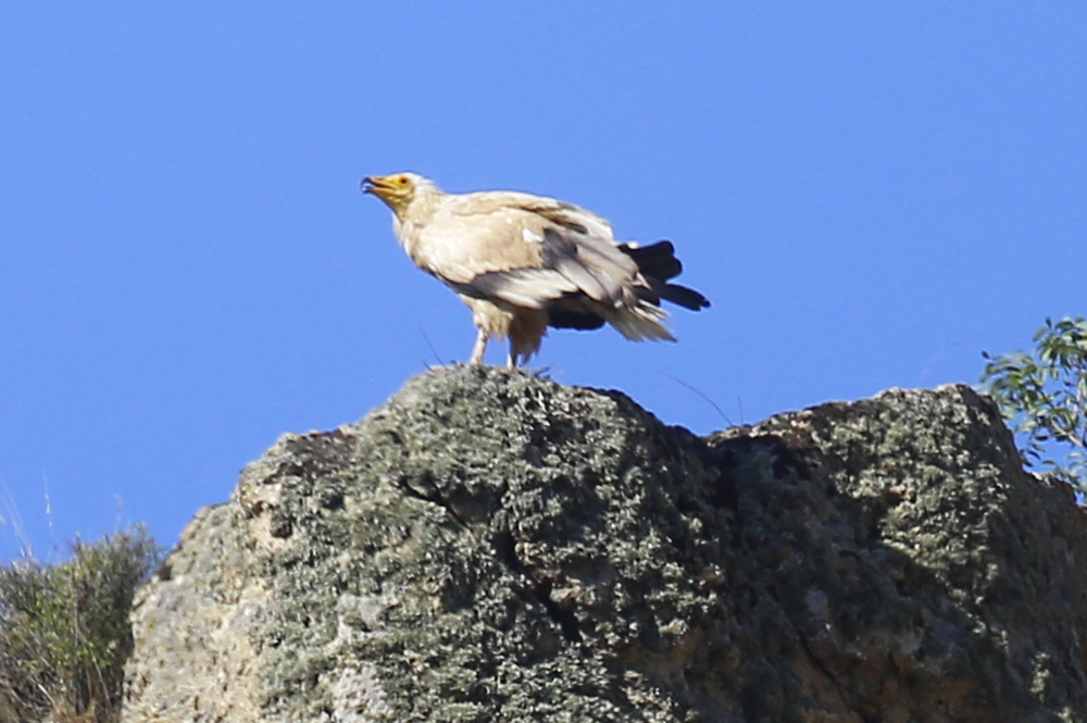 Egyptian Vulture