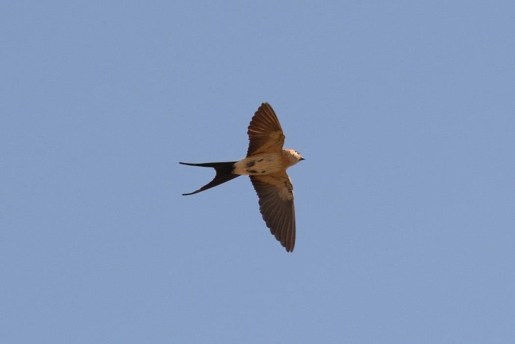 Red-rumped Swallow