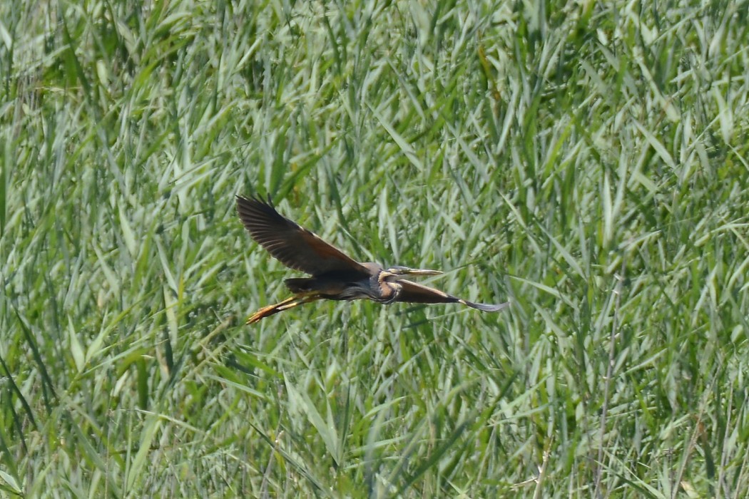 Purple Heron