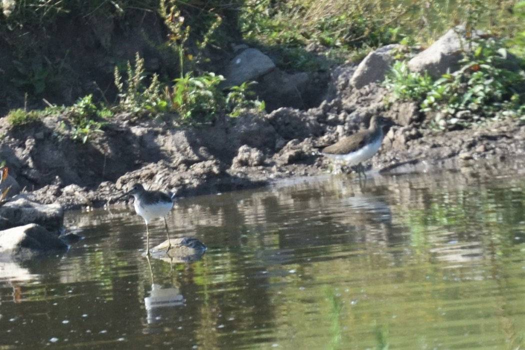 Green Sandpiper