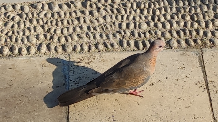Laughing Dove