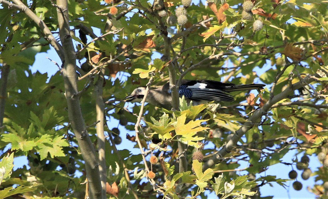 Eurasian Jay