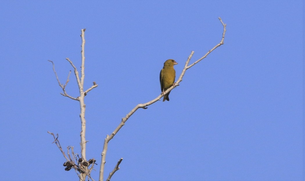 European Greenfinch