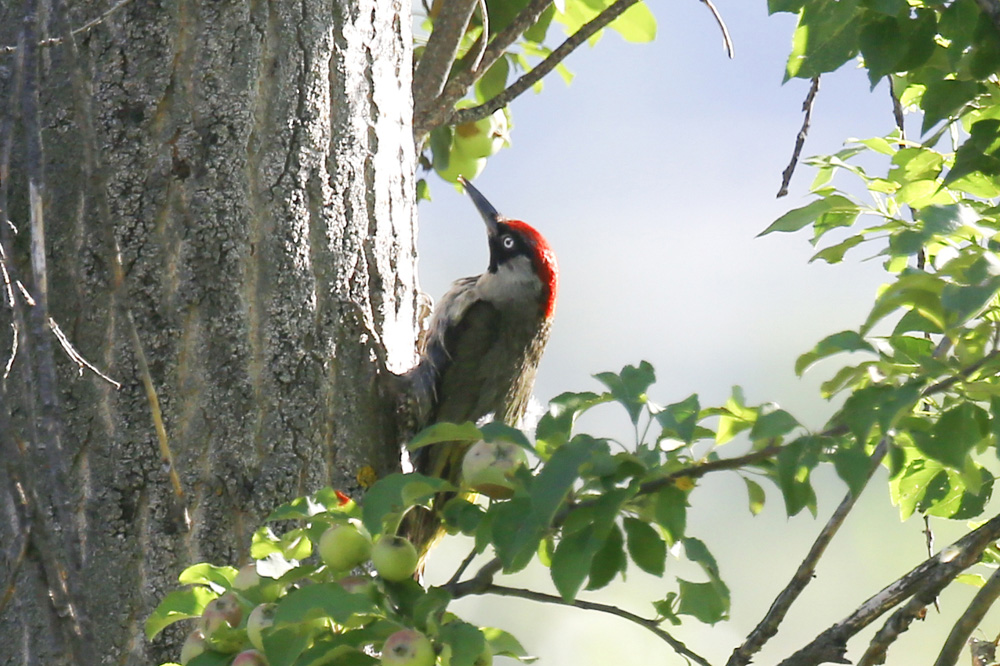 European Green Woodpecker