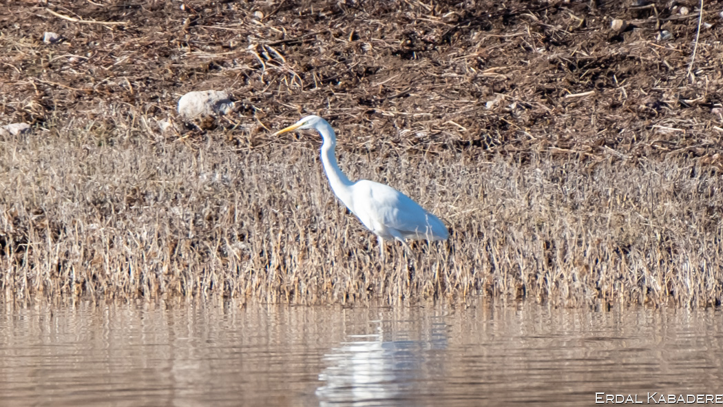 Great Egret