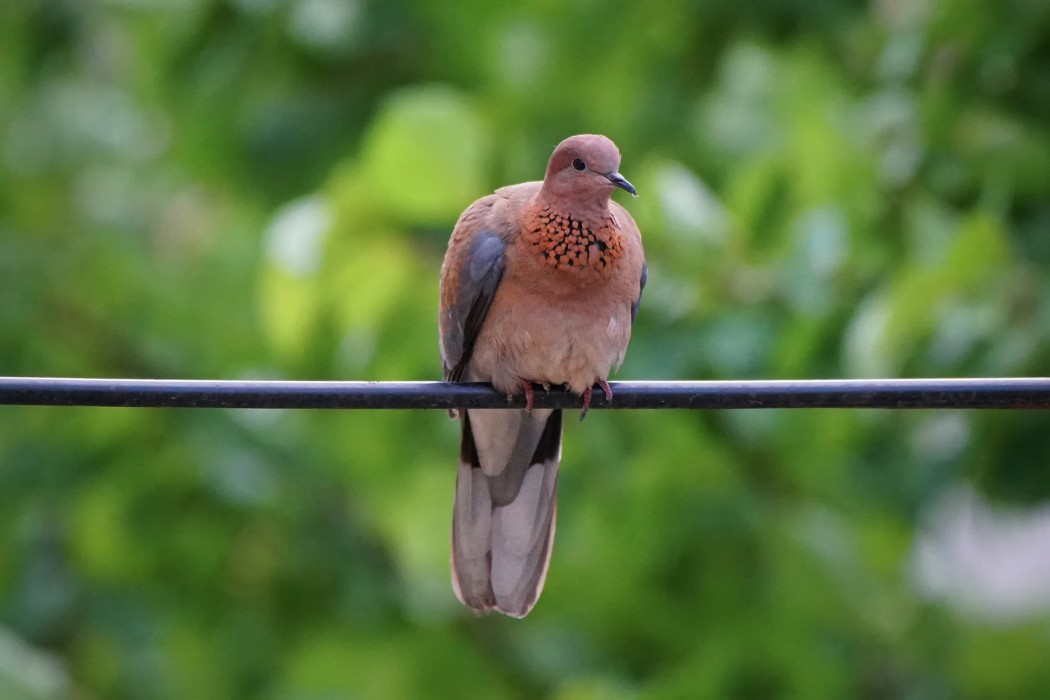 Laughing Dove