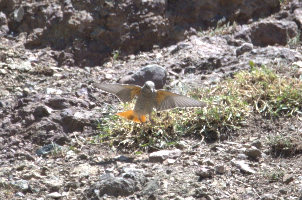 Common Rock Thrush