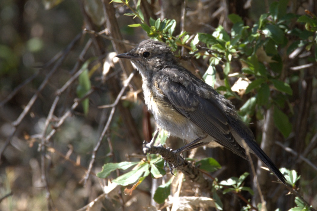 White-throated Robin