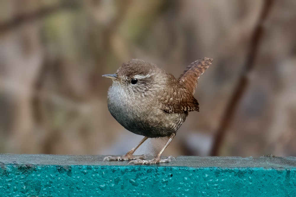 Eurasian Wren