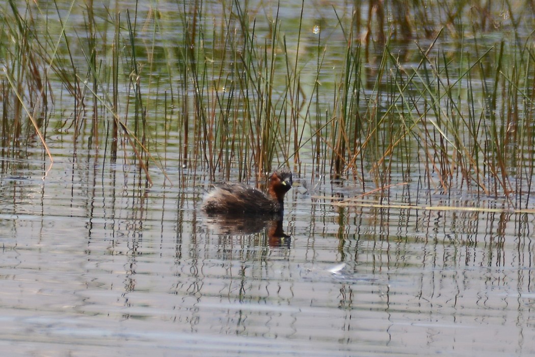 Little Grebe