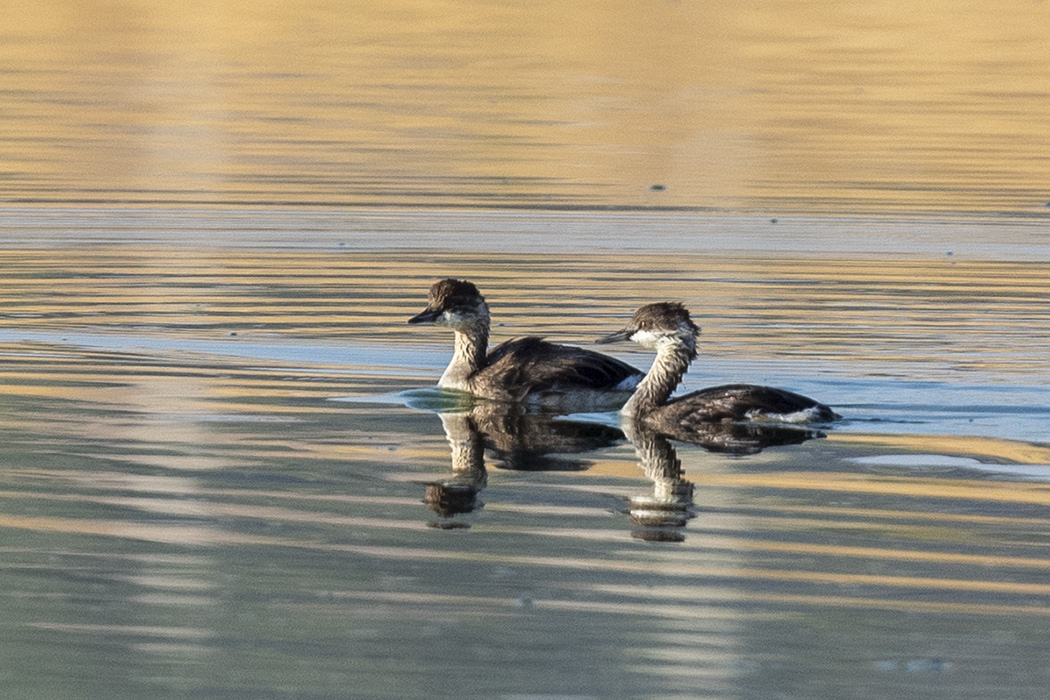 Black-necked Grebe