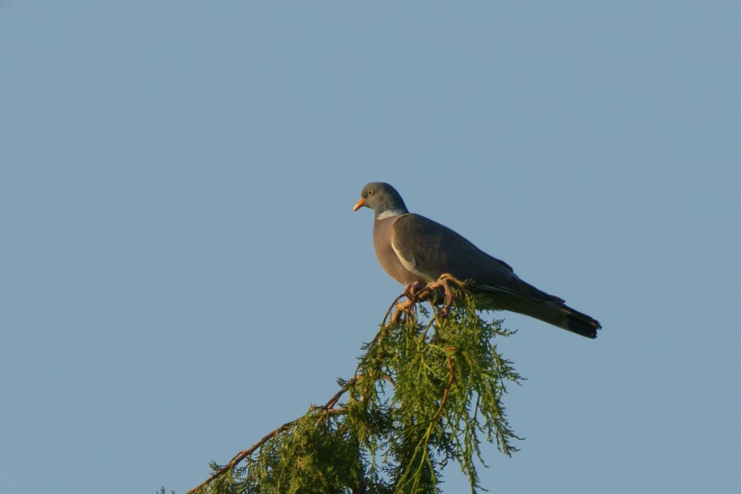Common Wood Pigeon