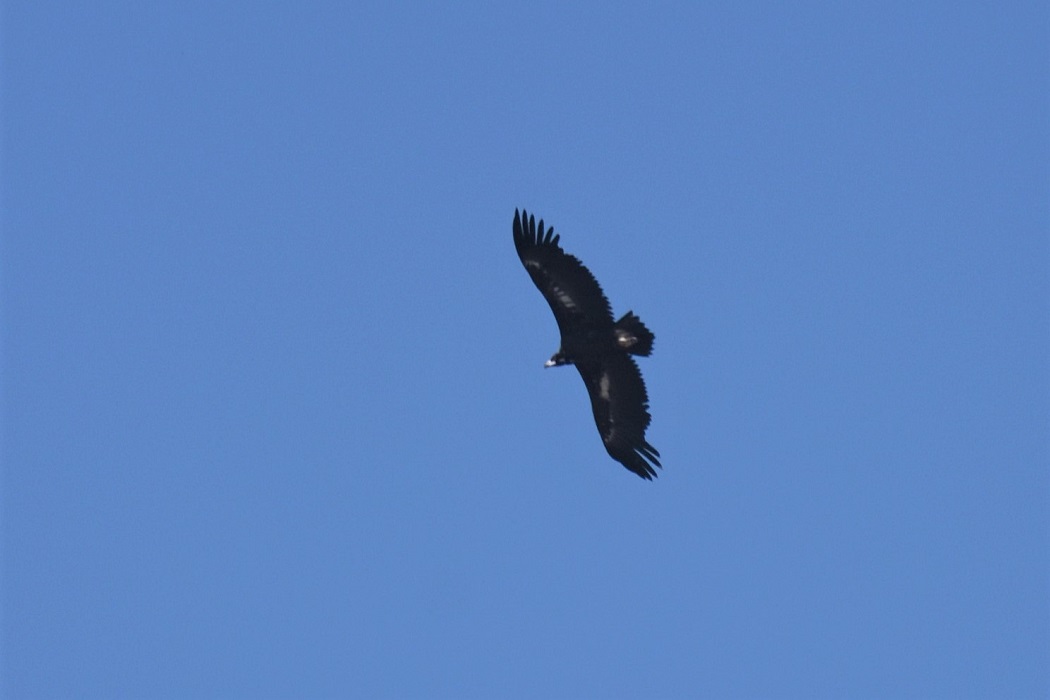 Cinereous Vulture
