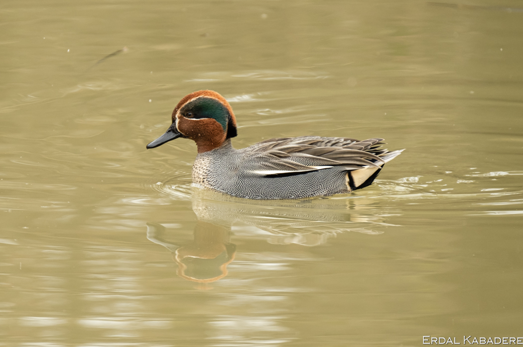 Eurasian Teal
