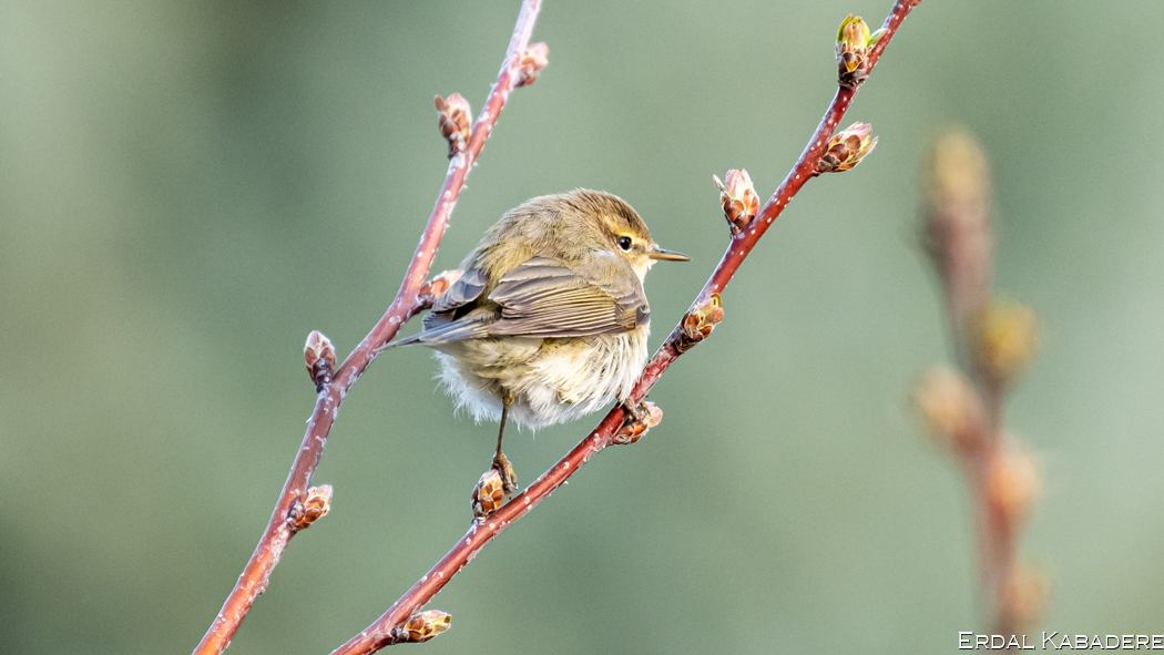 Common Chiffchaff