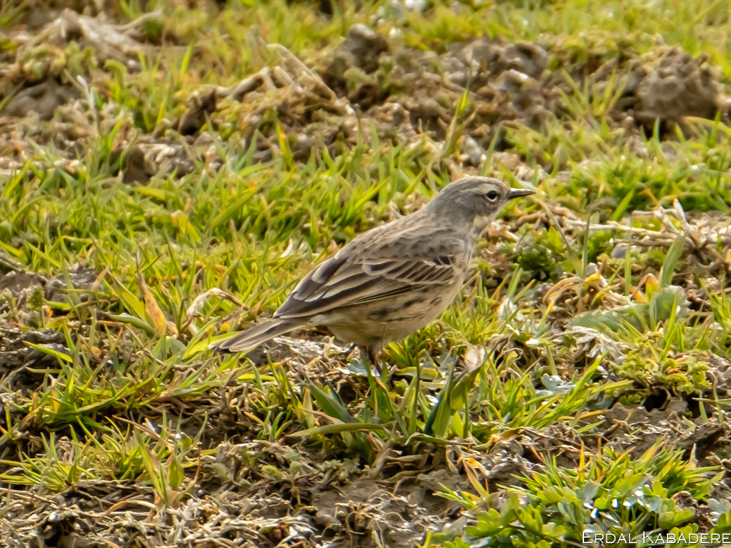 Water Pipit