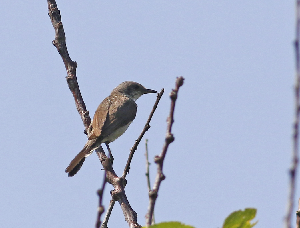 Eastern Orphean Warbler