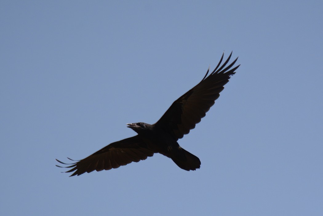 Rook