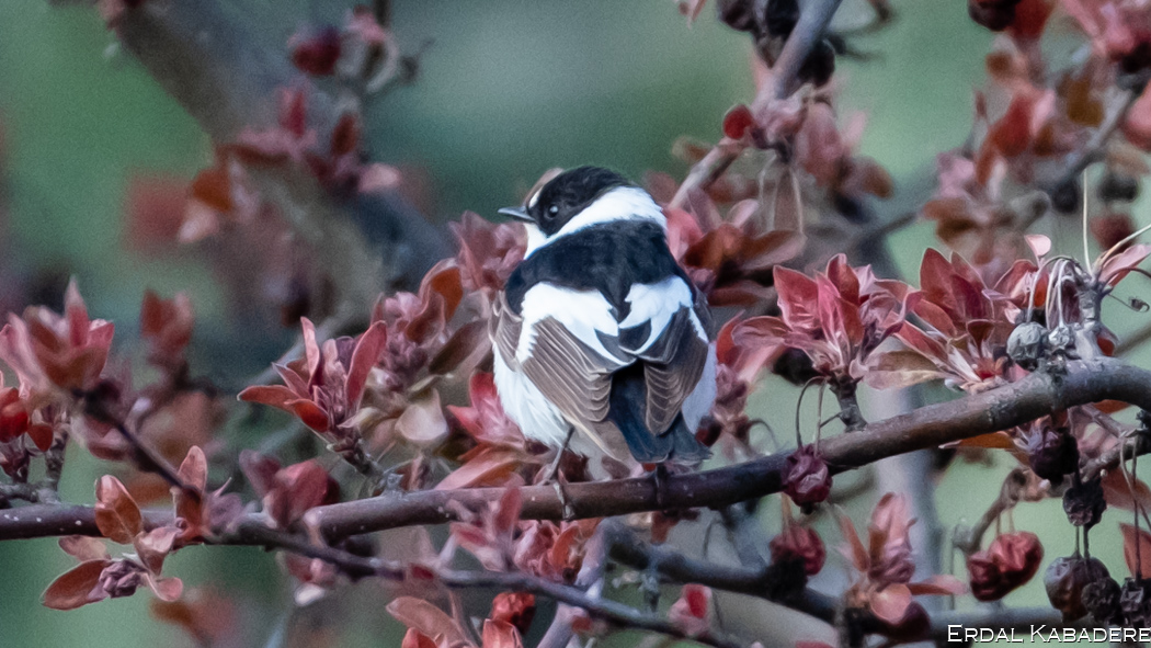 Collared Flycatcher