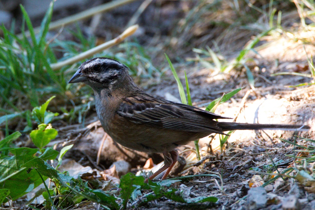 Rock Bunting