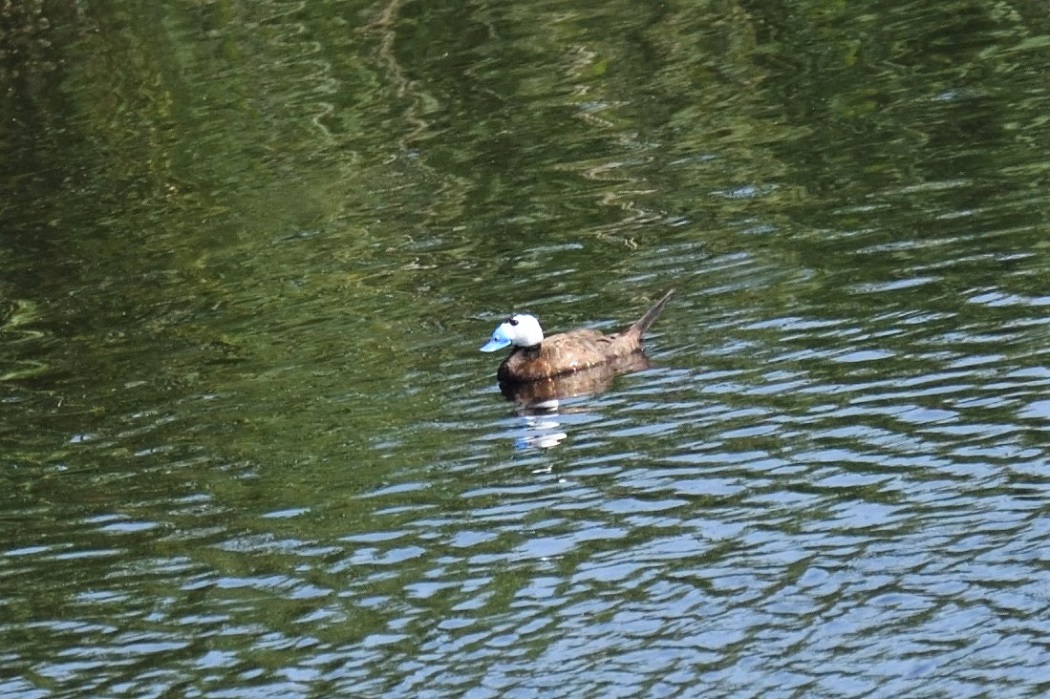 White-headed Duck